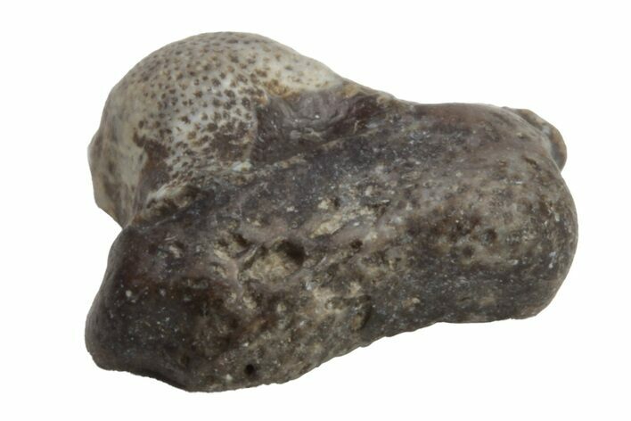 Fossil Crusher Shark (Ptychodus) Tooth - Kansas #218645